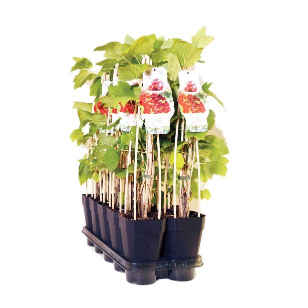 JAGODIČEVJE RDEČI RIBEZ