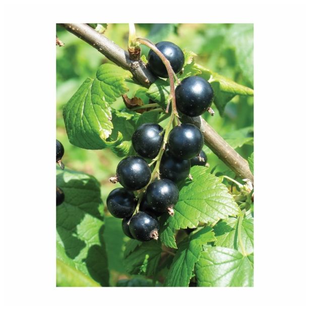 RIBEZ RIBEZ-ČRNI RIBES NIGRUM 2L L11X11