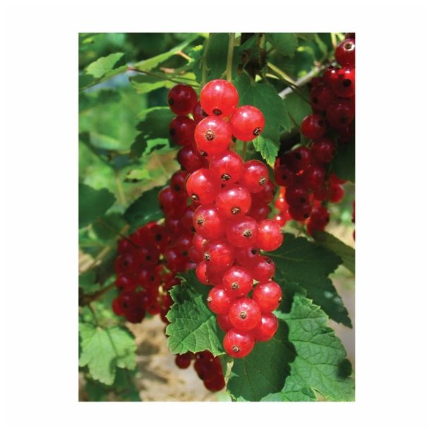 RIBEZ RIBEZ-RDEČI RIBES RUBRUM 2L L11X11