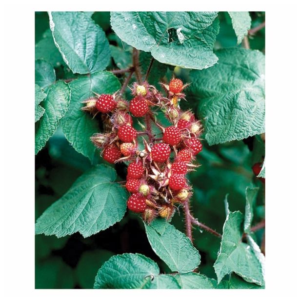 JAGODIČEVJE RUBUS PHOENICOLASIUS 2L 60-100