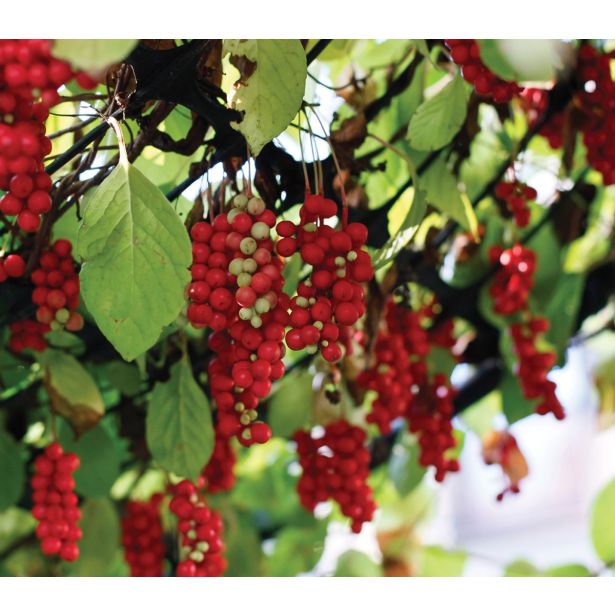 JAGODIČEVJE SHISANDRA