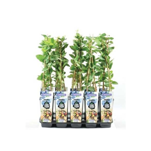 JAGODIČEVJE SIBIRSKA BOROVNICA