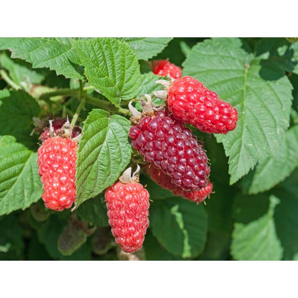 JAGODIČEVJE TAYBERRY 2L RUBUS SP.