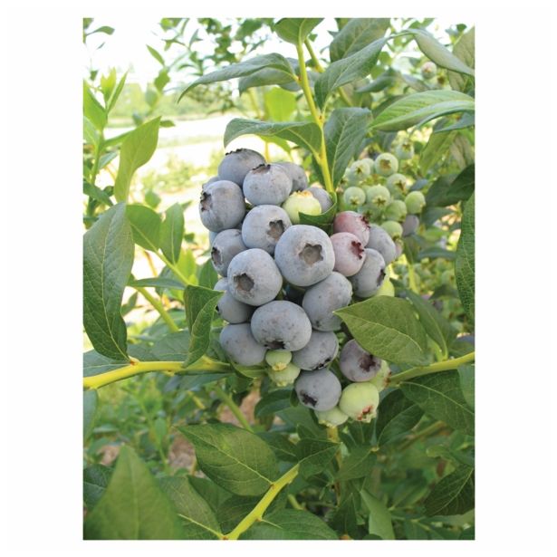 AMERIŠKA BOROVNICA VOLMARY AROMATIČNA