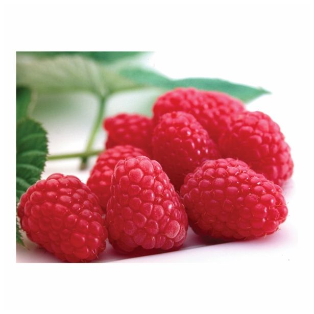 JAGODIČEVJE VOLMARY AROMATIČNA POLETNA MALINA