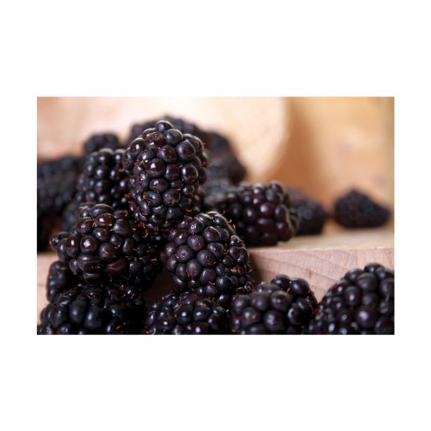 ROBIDA VOLMARY AROMATIČNA L17