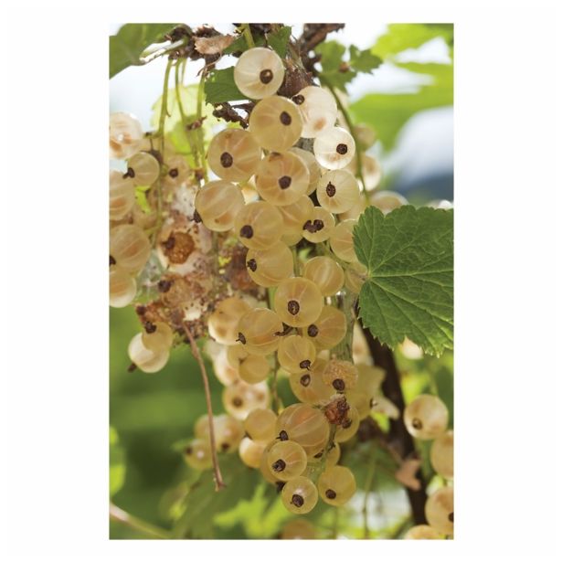 RIBEZ VOLMARY BELI L17