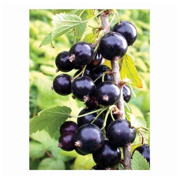 RIBEZ VOLMARY ČRNI L17