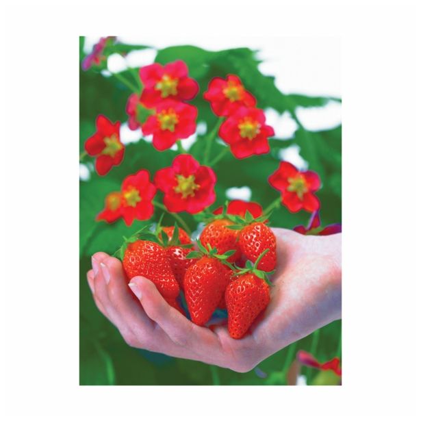 JAGODA VOLMARY MONTALNA L13