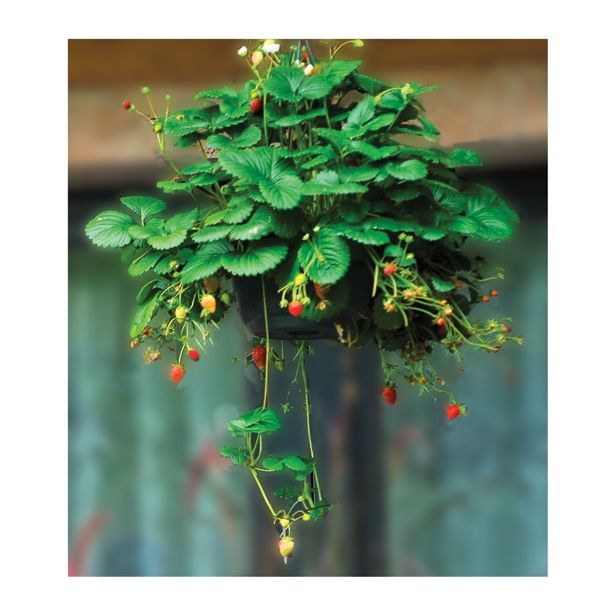 JAGODA VOLMARY OBEŠANKA 27 CM ELAN F1