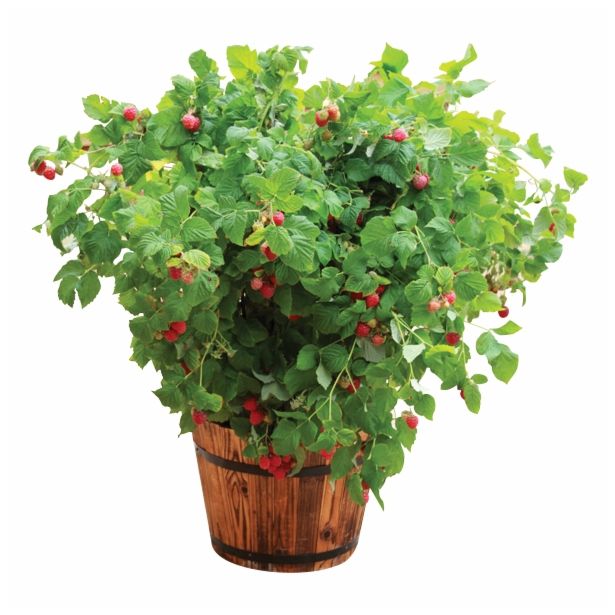 MALINA VOLMARY KOMPAKTNA LONČNA L17