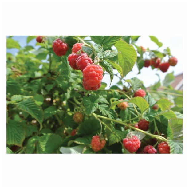 MALINA VOLMARY KOMPAKTNA LONČNA L17