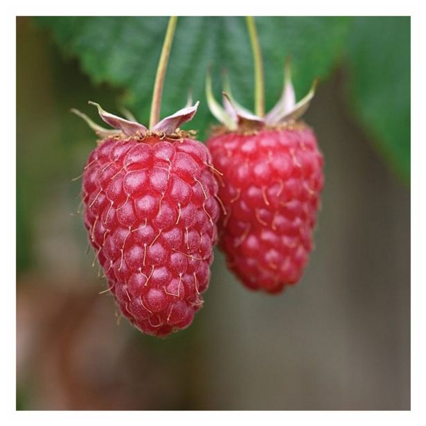 MALINA VOLMARY LOGANBEERE MALINA X ROBIDA L17