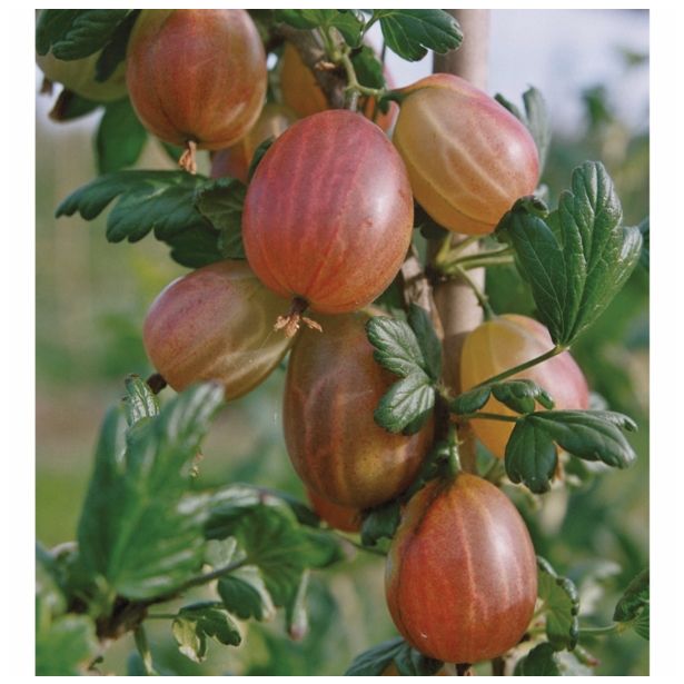 KOSMULJA VOLMARY RDEČA L17