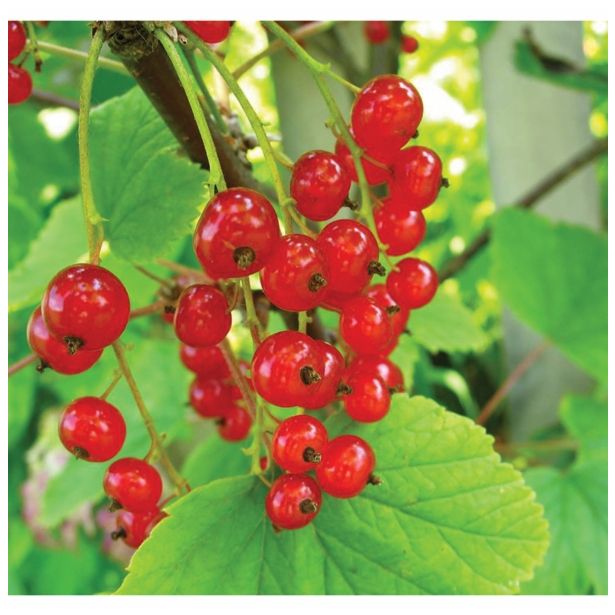 RIBEZ VOLMARY RDEČI L17