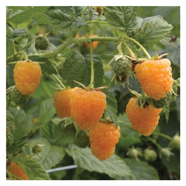 MALINA VOLMARY RUMENA L17