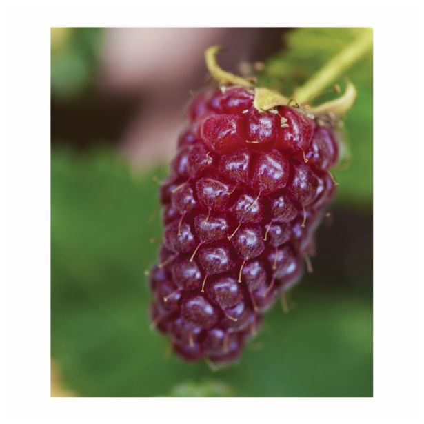 JAGODIČEVJE VOLMARY TAYBEERE