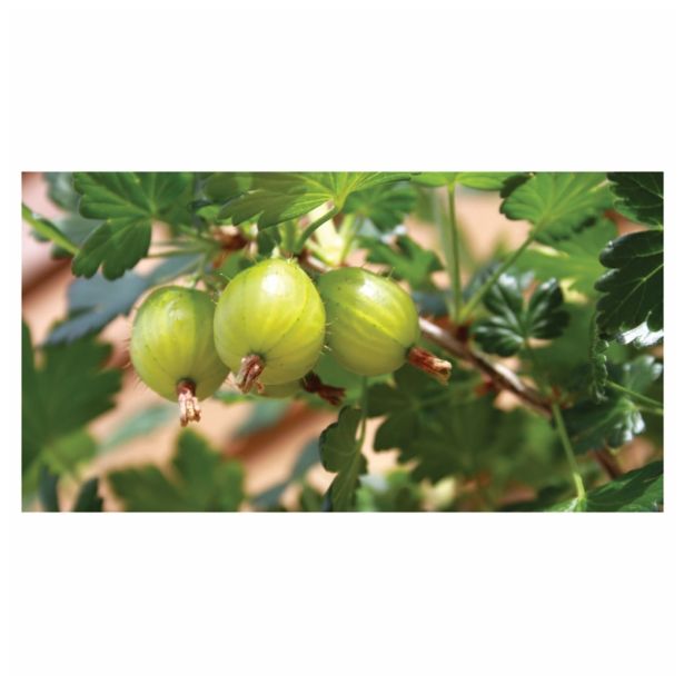 KOSMULJA VOLMARY ZELENA L17