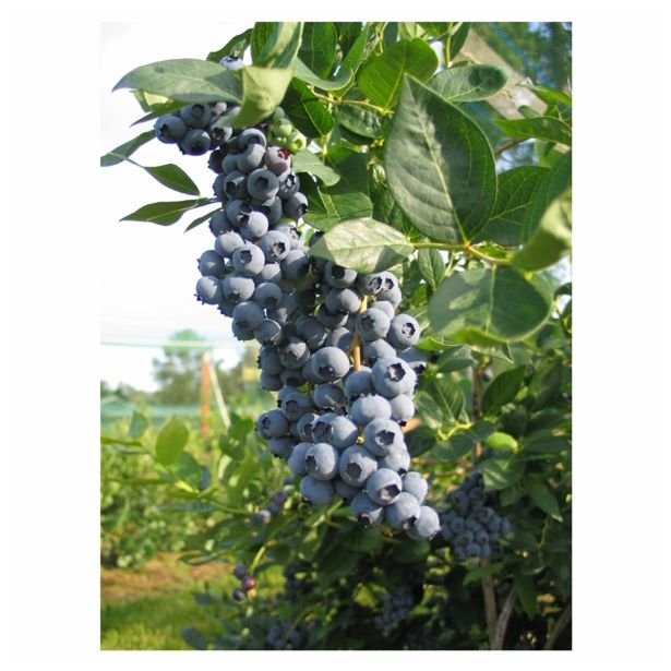 AMERIŠKA BOROVNICA VOLMARY ZGODNJA