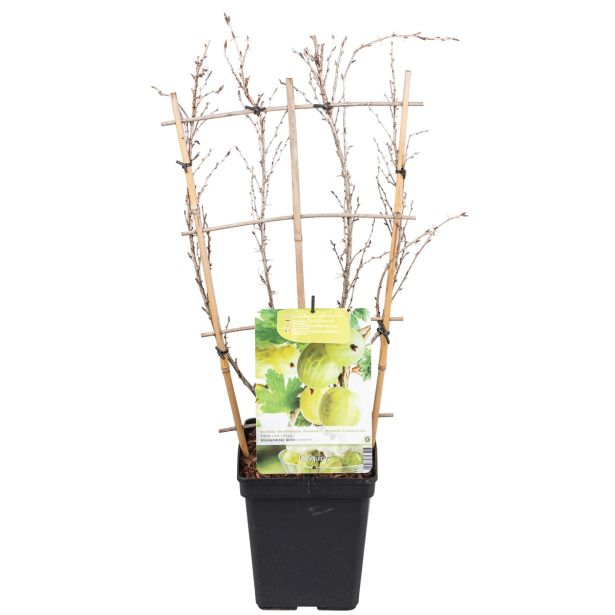 JAGODIČEVJE ZELENA KOSMULJA