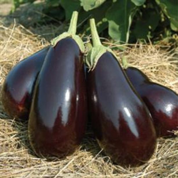 PLODOVKE DOBRO & ZDRAVO JAJČEVEC GALINE TEMNO VIJOLIČEN