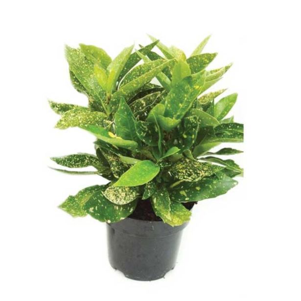 GRMOVNICA OKRASNA V LIST. JAPONSKA AVKUBA "VARIEGATA" L19