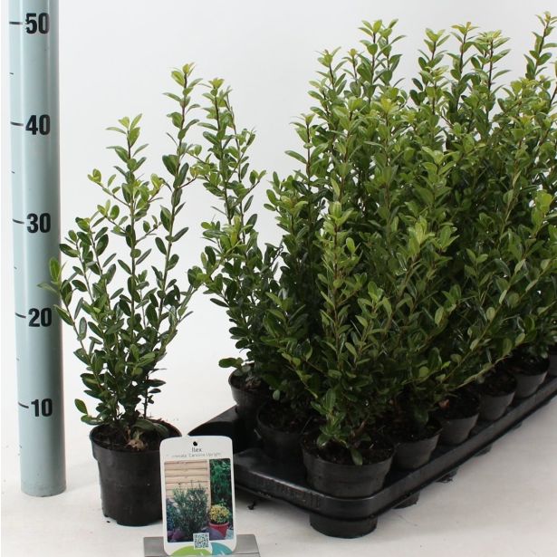 BODIKA JAPONSKA CAROLINE UPRIGHT L9