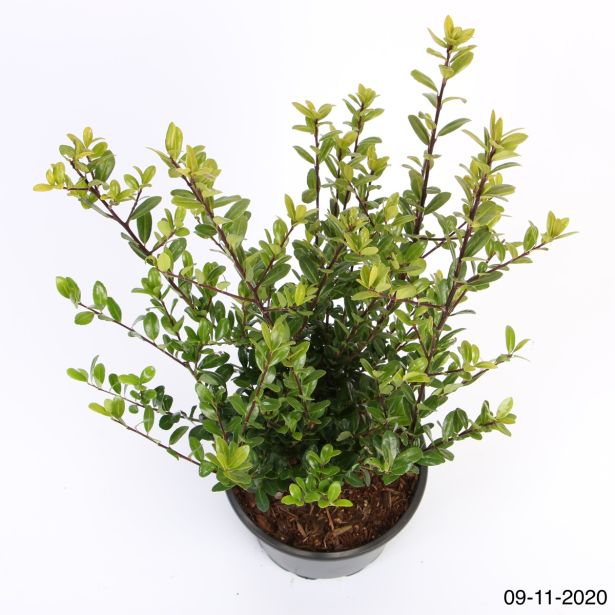 BODIKA JAPONSKA CAROLINE UPRIGHT L9