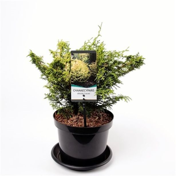 IGLAVEC JAPONSKA PACIPRESA LUCAS L19