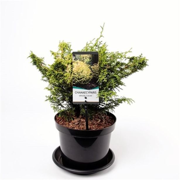 PACIPRESA JAPONSKALUCAS L19