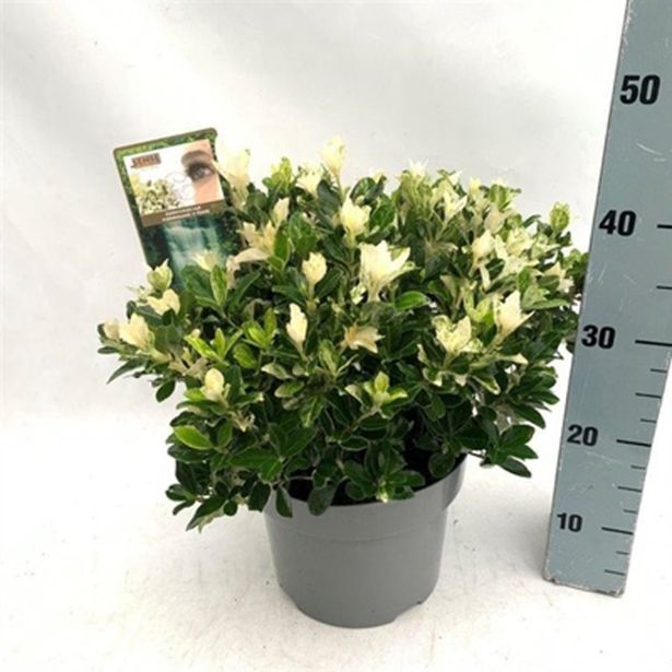 GRM JAPONSKA TRDOLESKA HEESPIERR. PIERROLINO L23