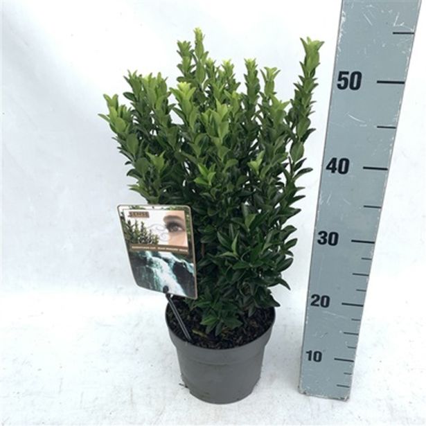 TRDOLESKA JAPONSKA JEAN HUGUES L17