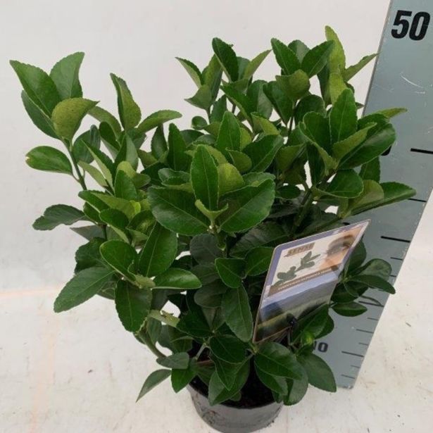 TRDOLESKA JAPONSKA KATHY SENSE L17