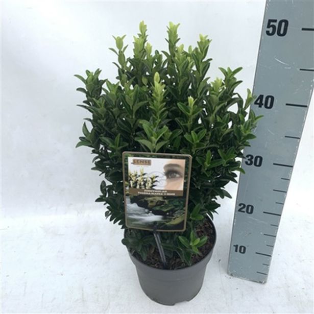 GRM JAPONSKA TRDOLESKA PALOMA BLANCA L17