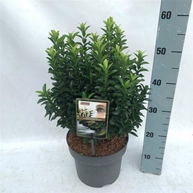 GRM JAPONSKA TRDOLESKA PALOMA BLANCA L23