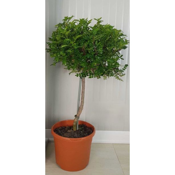 MEDITERANSKE RASTLINE JAPONSKI POPER NA STEBLU L19