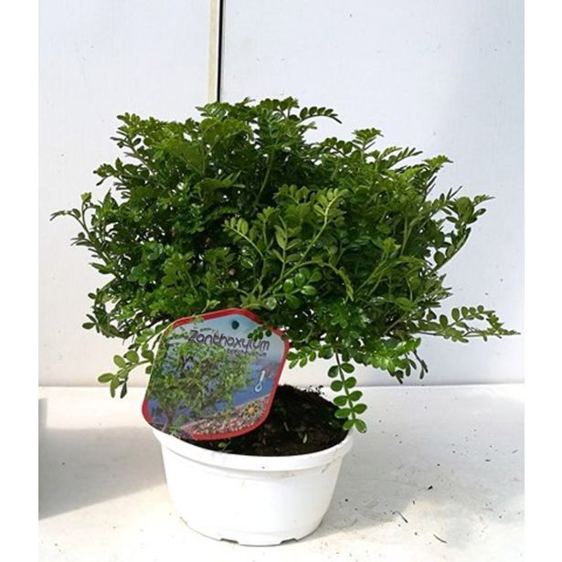 MEDITERANSKE RASTLINE JAPONSKI POPER V SKLEDI L18