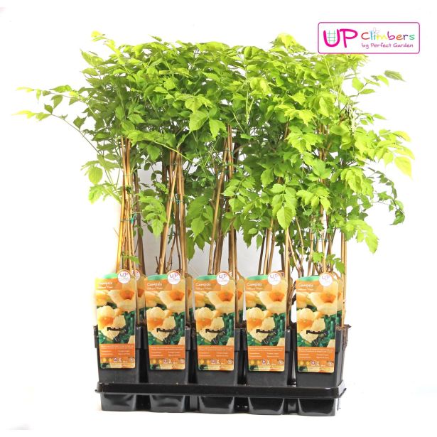 VZPENJALKA JASMINOVA TROBLJA MIX L15