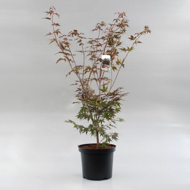 JAVOR ATROPURPUREUM L28 V100