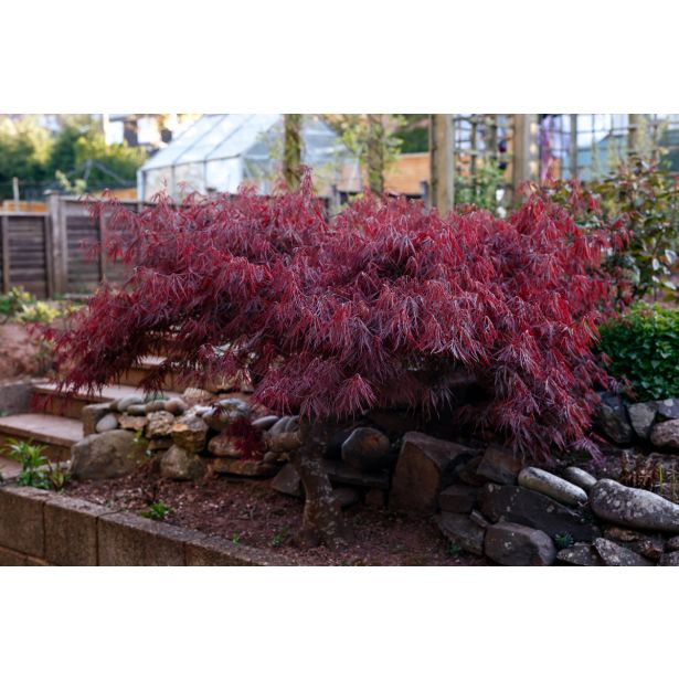 JAVOR ATROPURPUREUM L28 V100