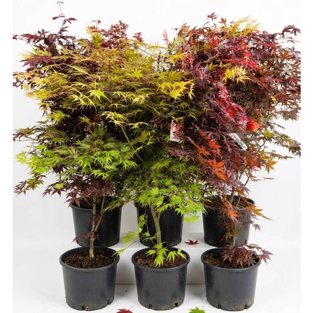 JAVOR ACER PALAMTUM L43 CM