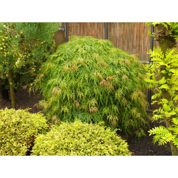 JAVOR ACER PALAMTUM L43 CM