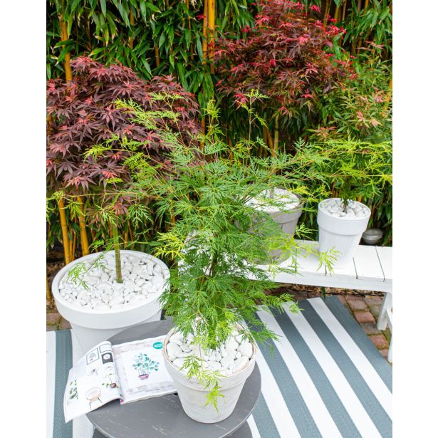 JAVOR ACER PALAMTUM L43 CM