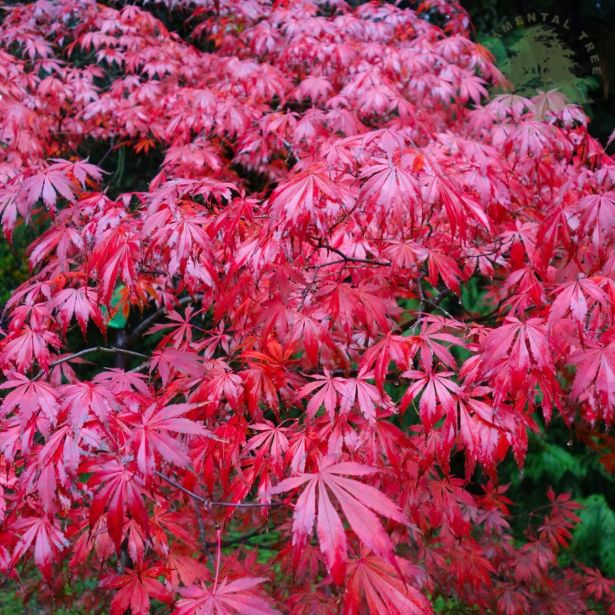 JAVOR ACER SUMINAGASHI L7.5 L