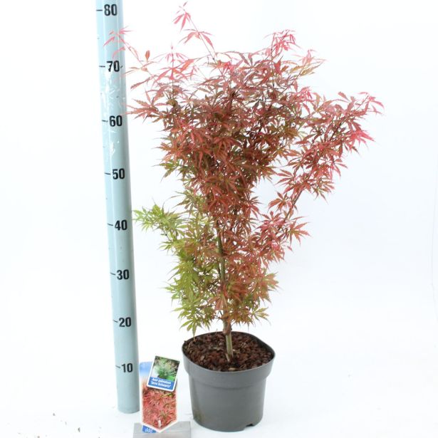 JAVOR PAHLJAČASTI JERRE SCHWARTZ L19