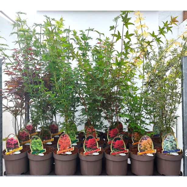 JAVOR PAHLJAČASTI L19