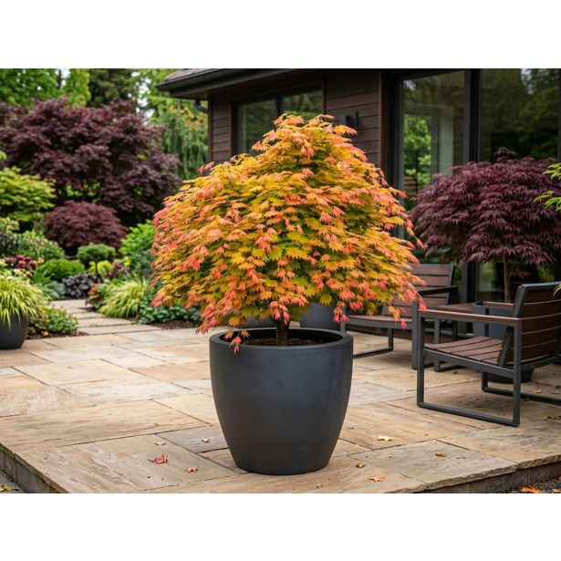 JAVOR PAHLJAČASTI L19 CM (ACER SHIR. MOONRISE)