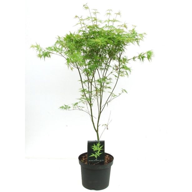 JAVOR SEIRYU L18 V60