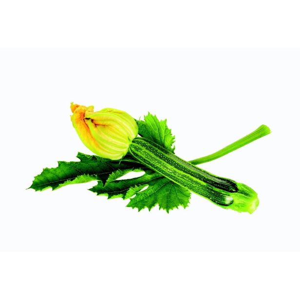 PLODOVKE L'ORTO FRUTTIFERO PLEZAJOČA BUČKA 1/1 PANTHEON L10