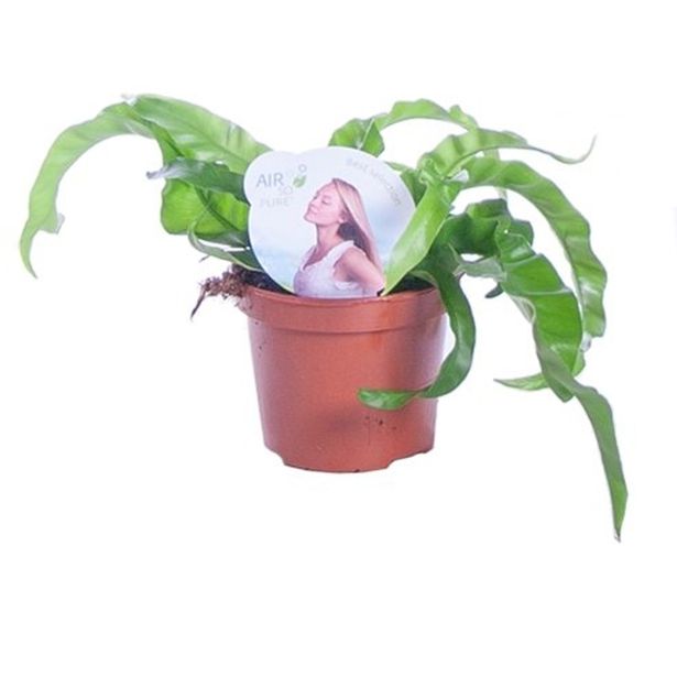 PRAPROT JELENJI JEZIK HURRICANE L12